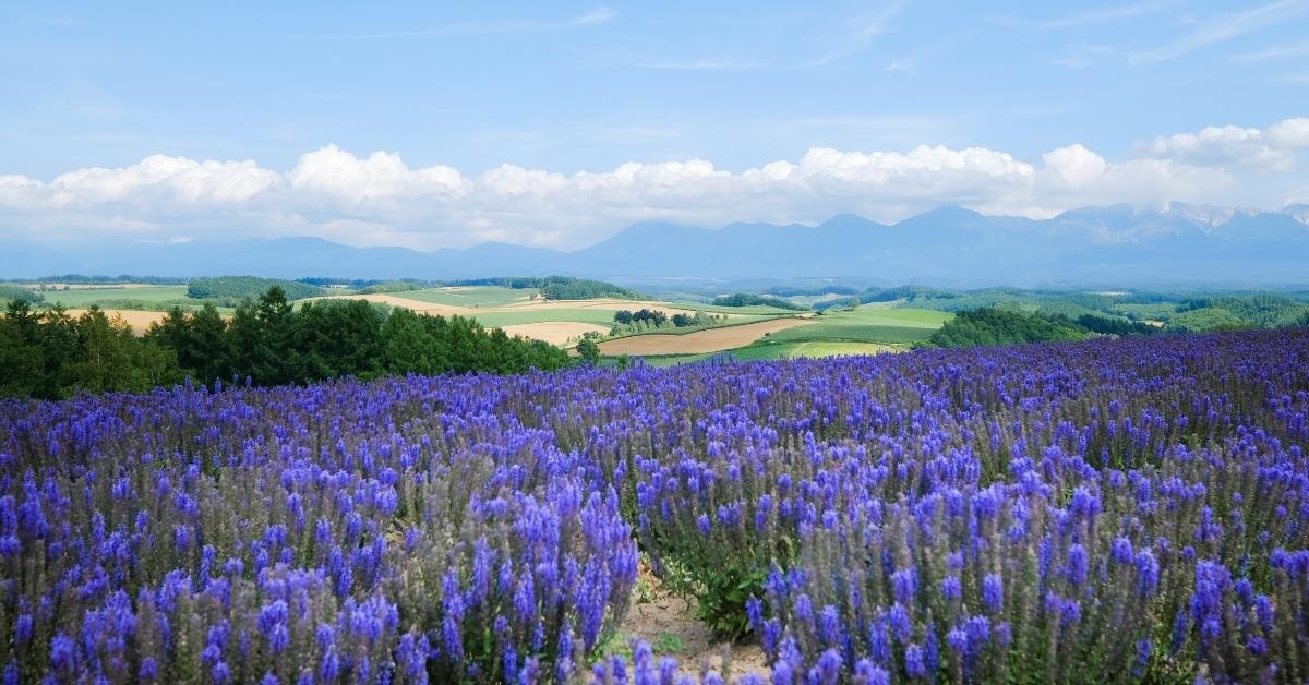 field of purple flowers across a blue sky
