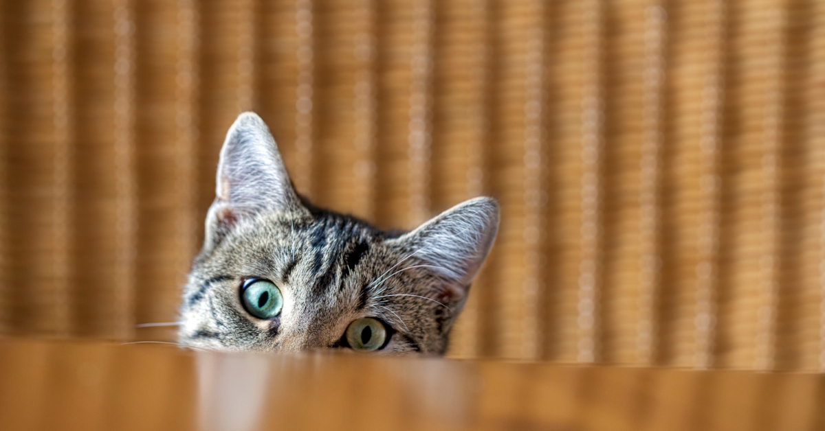 Cat peeking over a wooden table